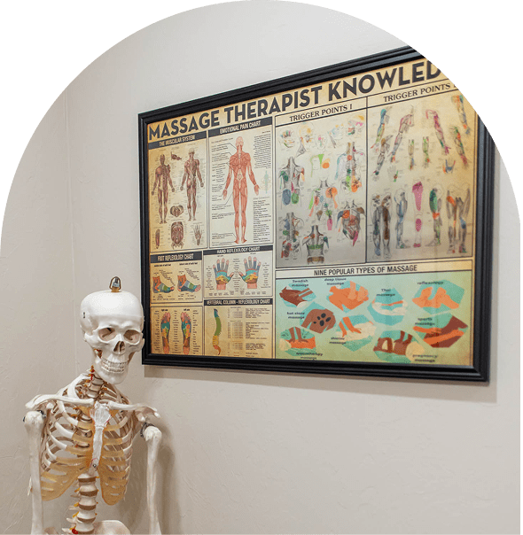 Medical chart and skeleton display